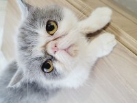 Laydy exotic shorthair kızım