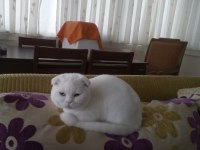 Yakışıklı british shorthair oğlumuz