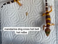 YAVRU LEOPAR GECKO