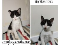 Yavru Kedimizi Sahiplendirme