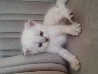British shorthair karma