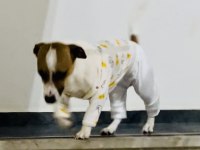 JACK RUSSELL 2 Yaşında DİŞİ
