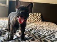 FRENCH BULLDOG 4 AYLIK YAVRULAR