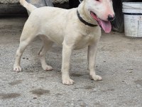 A CLASS ŞECERE DİŞİ BULL TERRİER