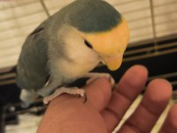 2 yaşında parmağa alışkın uysal kuşumuz