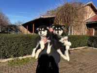 Alaska Malamut Köpek Yavrularımız