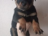 Rottweiler Yavrular