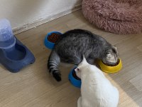 Yavru scottish fold