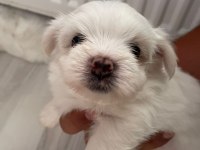 Kore kan maltese terrier yavrular