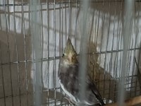 Takım ve yavru sultan papağanı