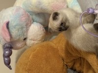 Blue point scottish fold erkek yavrumuz