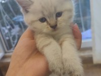 Bembeyaz ve blue point Scottish Fold 1.5 aylık bebekler