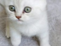 British shorthair dişi yavru