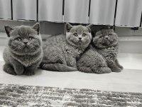 Safkan scottish fold yavrularım