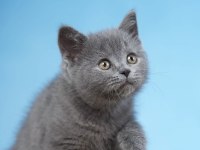 Sağlıklı Sevecen Orjinal British Shorthair