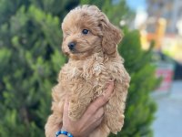Poodle yavrumuz