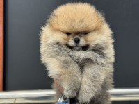 Ankaranın en seçkin pomeranian yavruları