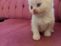 British longhair 45 günlük kedimiz