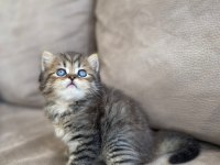 British shorthair kardeşler