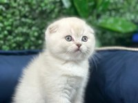 Tuvalet Egıtımlı Irk Ve Saglık Garantılı Scottish Fold