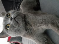 3 yaşında kısır british shorthair