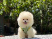 Evlerinize getirecek pomeranian boo yavrularımız hazır