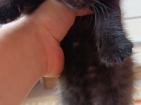 Acil uyguna safkan british shorthair silver