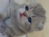 Rezerve Açık Scottish Fold