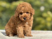 Baby face poodle yavrularımız