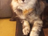 Hangi yavru maine coon sizin olsun?
