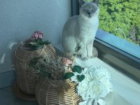 8 Aylık Dişi British Shorthair