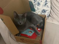 İzmir ücretsiz orijinal russian blue