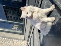KEDİMİZ ZEYNEP İÇİN YENİ BİR EV