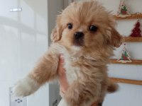 Minicik pekinez bebek köpekler