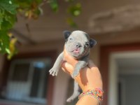 French bulldog mavişlerimi görmeye ne dersiniz