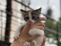 2 AYLIK DİŞİ YAVRU KEDİMİZ