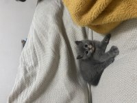 British shorthair gri