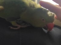 Erkek full evcil pakistan papağanı