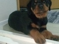 A şecere rottweiler