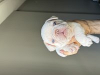 İzmir french bulldog köpeğimiz
