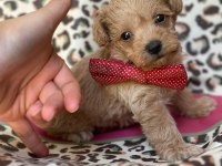Toy Maltipoo Bebekler