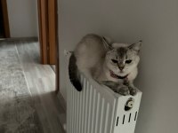Burmilla cinsi kedimiz aşılı ve bakımlı