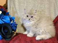 Sütten kesilen safkan british longhair bebekler