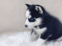 HUSKY SİBİRYA YAVRULARI