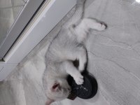 British shorthair 45 günlük yavrular ve şecereli anne