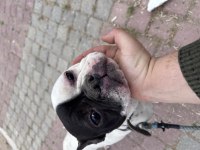 Mama karşılığı sahiplendirilecek french bulldog