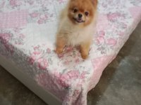 Pomeranian Boo çifti