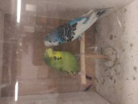 Şov jumbo Tepeli muhabbet kuşu