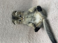 Saf ırk anneden secereli yavrumuz scottish fold