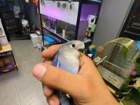 Yavru sevda ve cennet papağanlarımız